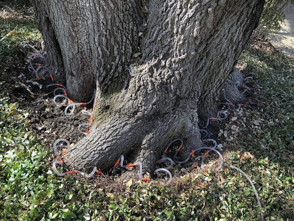 Detailed Tree Cabling and Bracing job site in Butternut